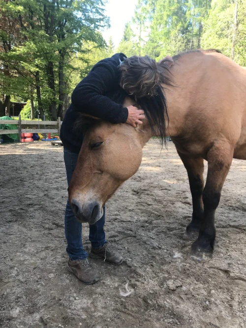 Psychosomatische Fachklinik Dr. Barner - tiergestützte Therapie mit Pferden Psychosomatische Fachklinik Dr. Barner - tiergestützte Therapie mit Pferden